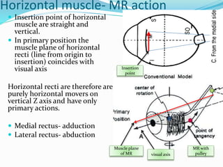 Horizontal muscle- MR action
 Insertion point of horizontal
muscle are straight and
vertical.
 In primary position the
muscle plane of horizontal
recti (line from origin to
insertion) coincides with
visual axis
Horizontal recti are therefore are
purely horizontal movers on
vertical Z axis and have only
primary actions.
 Medial rectus- adduction
 Lateral rectus- abduction
visual axis
Muscle plane
of MR
Insertion
point
MR with
pulley
 