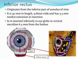 Inferior rectus
 Originates from the inferior part of annulus of zinn
 It is 40 mm in length, 9.8mm wide and has 5.5 mm
tendon extension at insertion
 In is inserted inferiorly to eye globe in vertical
meridian 6.5 mm from the limbus
6.5mm
Inferior rectus
 