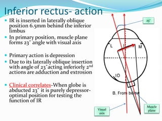 Inferior rectus- action
 IR is inserted in laterally oblique
position 6.5mm behind the inferior
limbus
 In primary position, muscle plane
forms 23˚ angle with visual axis
 Primary action is depression
 Due to its laterally oblique insertion
with angle of 23˚acting inferiorly 2nd
actions are adduction and extrosion
 Clinical correlates-When globe is
abducted 23˚ it is purely depressor-
optimal position for testing the
function of IR
23˚
Visual
axis
Muscle
plane
 