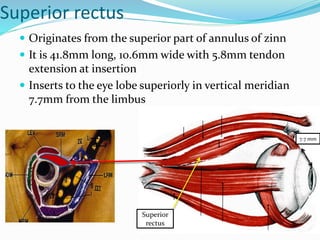 Superior rectus
 Originates from the superior part of annulus of zinn
 It is 41.8mm long, 10.6mm wide with 5.8mm tendon
extension at insertion
 Inserts to the eye lobe superiorly in vertical meridian
7.7mm from the limbus
7.7 mm
Superior
rectus
 