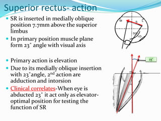 Superior rectus- action
 SR is inserted in medially oblique
position 7.7mm above the superior
limbus
 In primary position muscle plane
form 23˚ angle with visual axis
 Primary action is elevation
 Due to its medially oblique insertion
with 23˚angle, 2nd action are
adduction and intorsion
 Clinical correlates-When eye is
abducted 23˚ it act only as elevator-
optimal position for testing the
function of SR
23˚
 