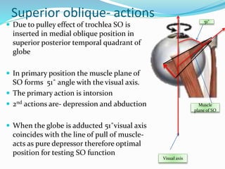Superior oblique- actions
 Due to pulley effect of trochlea SO is
inserted in medial oblique position in
superior posterior temporal quadrant of
globe
 In primary position the muscle plane of
SO forms 51˚ angle with the visual axis.
 The primary action is intorsion
 2nd actions are- depression and abduction
 When the globe is adducted 51˚visual axis
coincides with the line of pull of muscle-
acts as pure depressor therefore optimal
position for testing SO function
Visual axis
Muscle
plane of SO
51˚
 