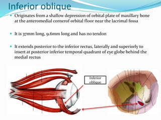 Inferior oblique
 Originates from a shallow depression of orbital plate of maxillary bone
at the anteromedial cornerof orbital floor near the lacrimal fossa
 It is 37mm long, 9.6mm long and has no tendon
 It extends posterior to the inferior rectus, laterally and superiorly to
insert at posterior inferior temporal quadrant of eye globe behind the
medial rectus
Inferior
oblique
 