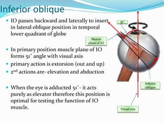 Inferior oblique
 IO passes backward and laterally to insert
in lateral oblique position in temporal
lower quadrant of globe
 In primary position muscle plane of IO
forms 51˚ angle with visual axis
 primary action is extorsion (out and up)
 2nd actions are- elevation and abduction
 When the eye is adducted 51˚- it acts
purely as elevator therefore this position is
optimal for testing the function of IO
muscle. Visual axis
Muscle
plane of IO
51˚
Inferior
oblique
 