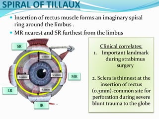 SPIRAL OF TILLAUX
 Insertion of rectus muscle forms an imaginary spiral
ring around the limbus .
 MR nearest and SR furthest from the limbus
5.5 mm
6.5mm
6.9mm
7.7mm
MR
SR
LR
IR
Clinical correlates;
1. Important landmark
during strabimus
surgery
2. Sclera is thinnest at the
insertion of rectus
(0.3mm)-common site for
perforation during severe
blunt trauma to the globe
 