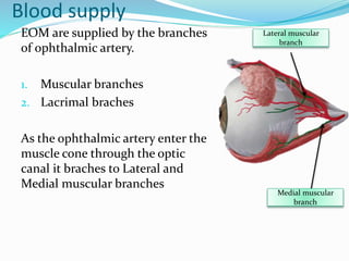 Blood supply
EOM are supplied by the branches
of ophthalmic artery.
1. Muscular branches
2. Lacrimal braches
As the ophthalmic artery enter the
muscle cone through the optic
canal it braches to Lateral and
Medial muscular branches
Medial muscular
branch
Lateral muscular
branch
 
