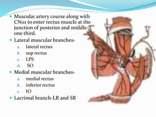  Muscular artery course along with
CN111 to enter rectus muscle at the
junction of posterior and middle
one third.
 Lateral muscular branches-
a. lateral rectus
b. sup rectus
c. LPS
d. SO
 Medial muscular branches-
a. medial rectus
b. inferior rectus
c. IO
 Lacrimal branch-LR and SR
 