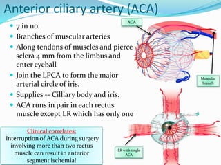 Anterior ciliary artery (ACA)
 7 in no.
 Branches of muscular arteries
 Along tendons of muscles and pierce
sclera 4 mm from the limbus and
enter eyeball
 Join the LPCA to form the major
arterial circle of iris.
 Supplies -- Cilliary body and iris.
 ACA runs in pair in each rectus
muscle except LR which has only one
ACA
Muscular
branch
LR with single
ACA
Clinical correlates:
interruption of ACA during surgery
involving more than two rectus
muscle can result in anterior
segment ischemia!
 