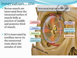 Innervation… ctn
 Rectus muscle are
innervated from the
intraconal surface of
muscle belly at
junction of middle
and posterior third
of muscle.
 SO is innervated by
trochlear nerve via
the extracornal
route above the
annulus of zinn
 