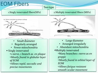 EOM Fibers Two type
2.Multiply innervated fibers (MIFs)1.Singly innervated fibers(SIFs)
• Large diameter
• Arranged irregularly
• Abundant mitochondria
Multiply innervated
Many branches 1 nerve as en
grappe
Mostly found in orbital layer of
EOM
Allows fatigue resistant
smooth ocular movement
• Small diameter
• Regularly arranged
• Fewer mitochondria
 Singly innervated
1 nerve, 1 branch as en plaque
Mostly found in globular layer
of EOM
Allows rapid, saccadic and
precise movements
 