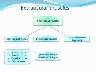 Extraocular muscles
7 extraocular muscles
1. Lateral rectus
2. Medial rectus
3. Superior rectus
4. Inferior rectus
Levator Pelpebrae
Superioris
Two oblique musclesFour Rectus muscles
5.Superior oblique
6.Inferiro Oblique
 