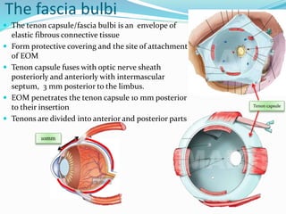 The fascia bulbi
 The tenon capsule/fascia bulbi is an envelope of
elastic fibrous connective tissue
 Form protective covering and the site of attachment
of EOM
 Tenon capsule fuses with optic nerve sheath
posteriorly and anteriorly with intermascular
septum, 3 mm posterior to the limbus.
 EOM penetrates the tenon capsule 10 mm posterior
to their insertion
 Tenons are divided into anterior and posterior parts
Tenon capsule
10mm
 
