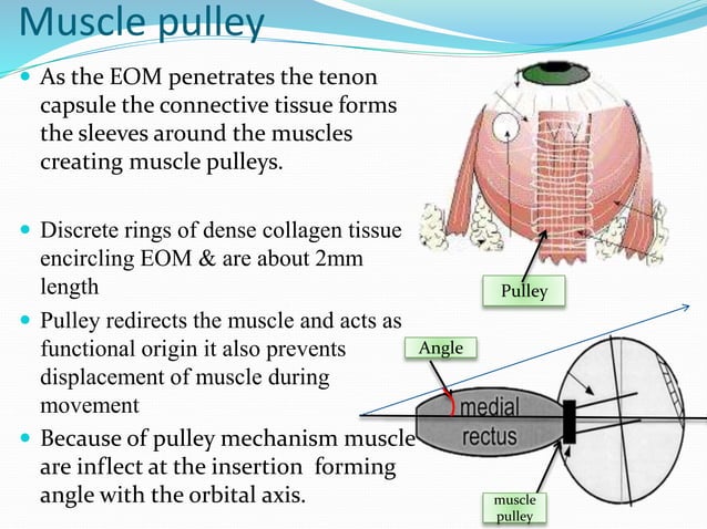 Eom ppt | PPT