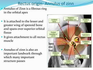 Rectus origin- Annulus of zinn
 Annulus of Zinn is a fibrous ring
in the orbital apex
 It is attached to the lesser and
greater wing of spenoid bone
and spans over superior orbital
fissue
 It gives attachment to all rectus
muscle
 Annulus of zinn is also an
important landwark through
which many important
structure passes
Optic nerve
Ophthalmc
artery
Ocular
motor nerve
Nasociliary
branch of CN VI
Abducent
nerve
Trochlear
nerve
Lacrimal
nerve
Frontal
branches of
CN VI
Superiror
ophthalmic vein
 