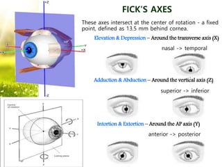 Intortion Anatomy and physiology of extraocular muscles and applied aspects | PPTX