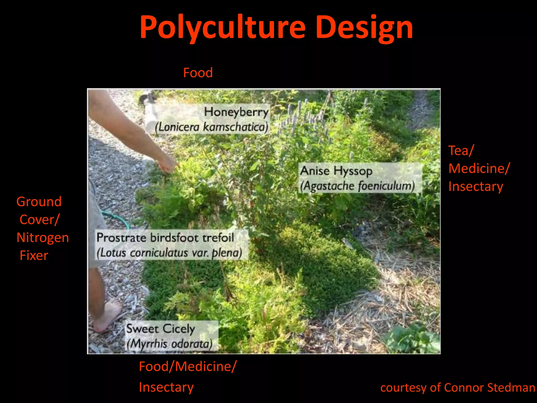 13GroundcoverLiving Mulch, Walking SurfaceHelianthusHelianthus sp.PussytoesAntennaria parvifloraWild SageArtemisia ludovicianaPhotos courtesy of Jennifer Temkin