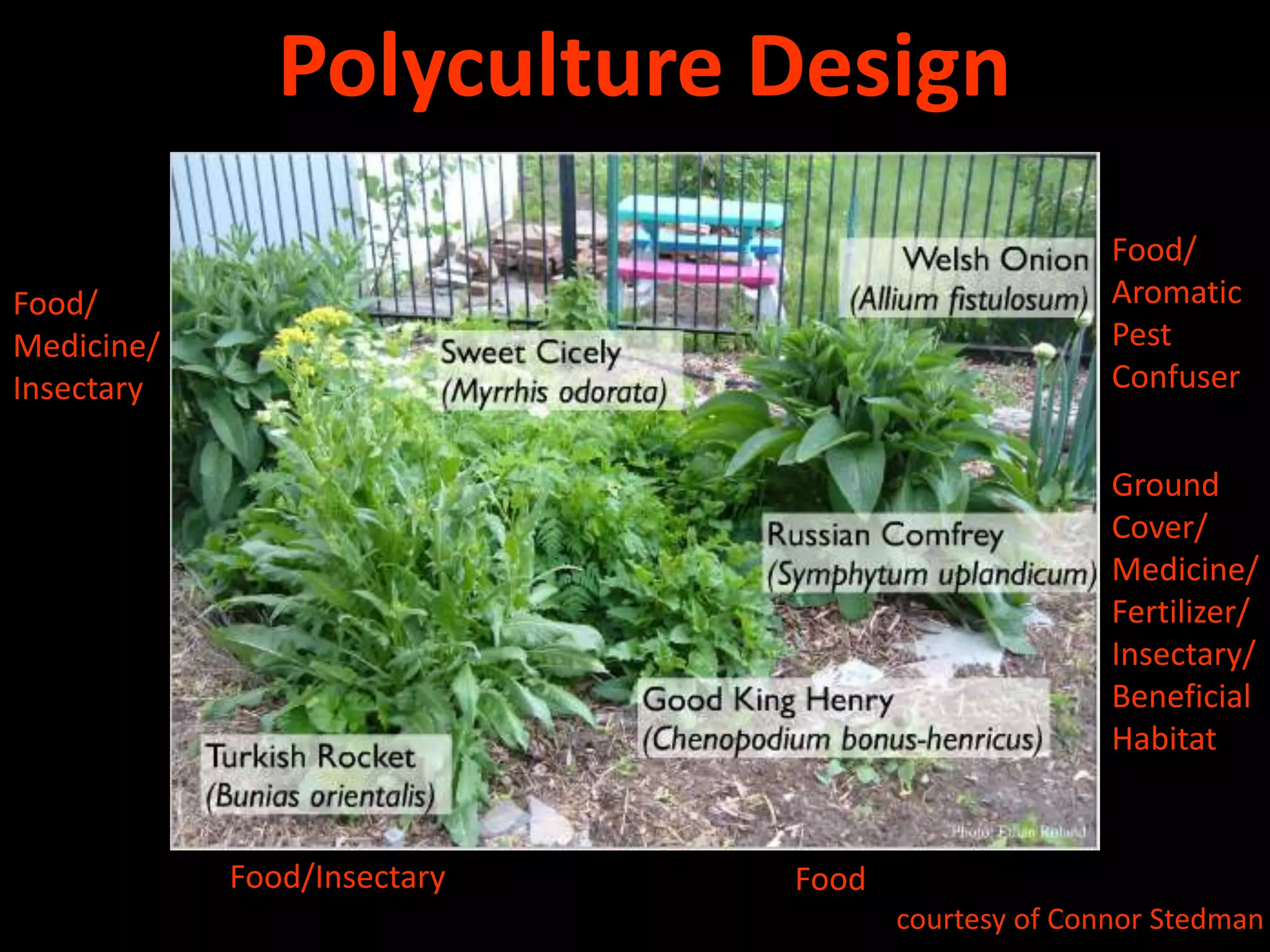 14Dynamic AccumulatorsSoil Aeration, Nutrient Accumulation, Shade               Sequestration of Environmental ToxinsComfrey     Symphytum officinaleKale Brassica oleraaceaStinging NettleUrtica dioica