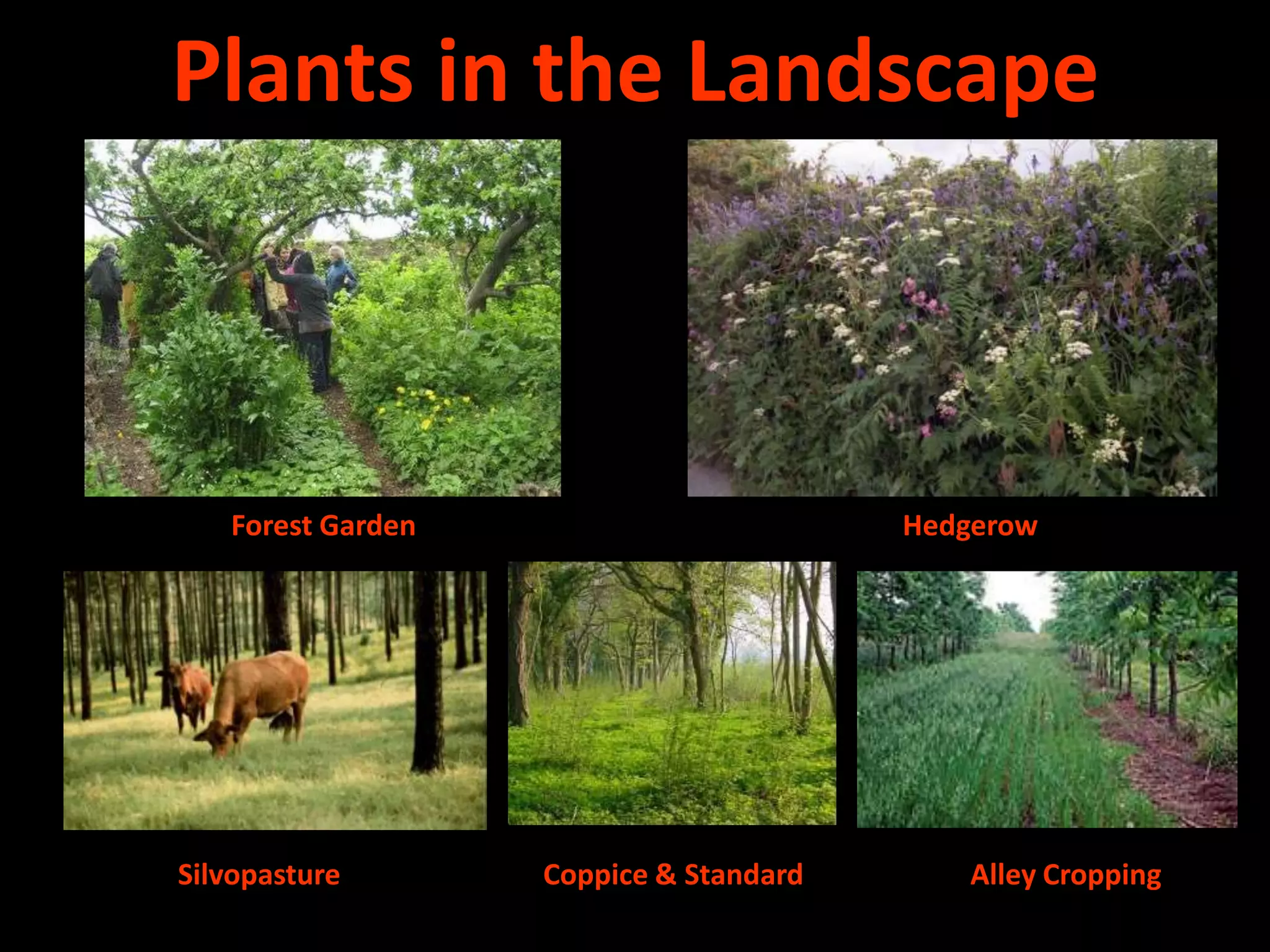 23Composting at SSLUGPhotos courtesy of Ian Dixon-McDonald