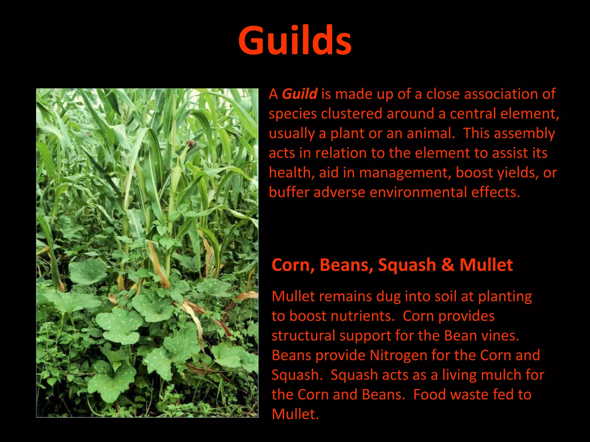3Guilds	A Guild is made up of a close association of species clustered around a central element, usually a plant or an animal.  This assembly acts in relation to the element to assist its health, aid in management, boost yields, or buffer adverse environmental effects.Corn, Beans, Squash & MulletMullet remains dug into soil at planting to boost nutrients.  Corn provides structural support for the Bean vines.  Beans provide Nitrogen for the Corn and Squash.  Squash acts as a living mulch for the Corn and Beans.  Food waste fed to Mullet.