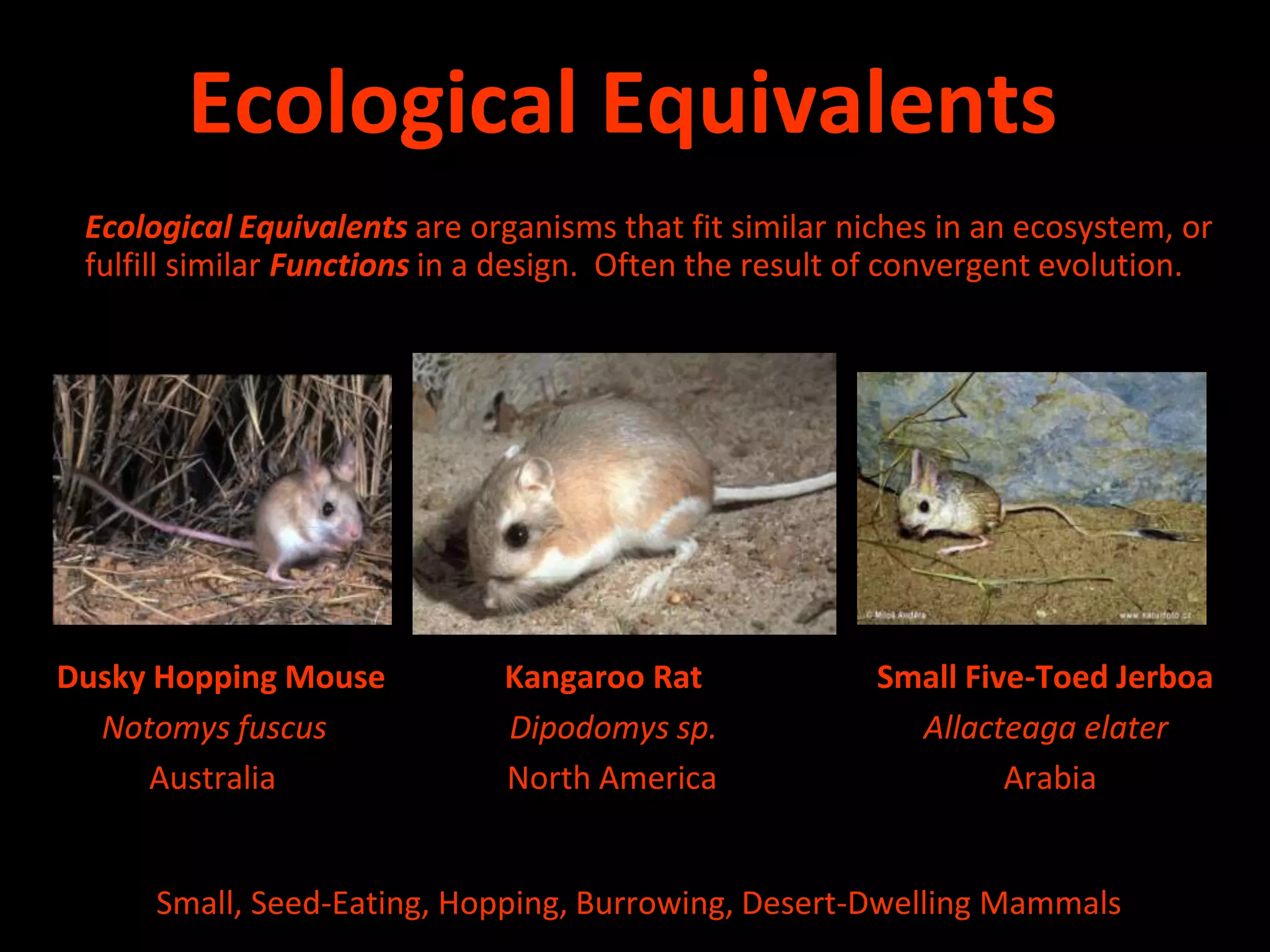 Ecological Equivalents	Ecological Equivalents are organisms that fit similar niches in an ecosystem, or fulfill similar Functions in a design.  Often the result of convergent evolution.Dusky Hopping Mouse               Kangaroo Rat                      Small Five-Toed JerboaNotomys fuscus                       Dipodomys sp.                          Allacteaga elater              Australia                             North America                                    Arabia Small, Seed-Eating, Hopping, Burrowing, Desert-Dwelling Mammals