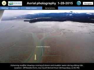 A draining mudflat showing a mixing of clearer and muddier water during ebbing tide.
Location: OffNeedle Point,near South Nemah River (Willapa Bay),12:45 PM.
12 Navigate
Fieldlog Climate Water column Aerial photos - -
Aerial photography 1-28-2015
Plume
suspendedsediment
suspendedsediment
 