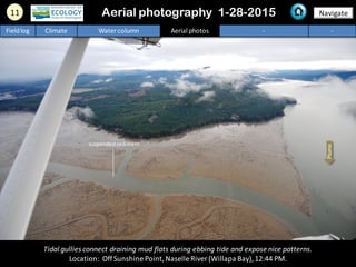 11 NavigateAerial photography 1-28-2015
Tidal gullies connect draining mud flats during ebbing tide and expose nice patterns.
Location: OffSunshine Point,Naselle River (Willapa Bay),12:44 PM.
Fieldlog Climate Water column Aerial photos - -
Plume
suspendedsediment
 
