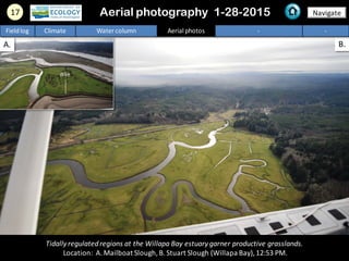 A. B.
17 Navigate
Fieldlog Climate Water column Aerial photos - -
Tidally regulatedregions at the Willapa Bay estuary garner productive grasslands.
Location: A.Mailboat Slough,B.Stuart Slough (Willapa Bay),12:53 PM.
Aerial photography 1-28-2015
dike
 