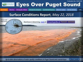 Des Moines, Saltwater Park 6-4-2018
Surface Conditions Report, May 22, 2018
Eyes Over Puget Sound
Publication No. 18-03-025
Up-to-date observations of water quality conditions in Puget Sound and coastal bays Start here
Summary Stories Diving & critters Climate & streams Combined factors Marine water Aerial photos Info
Noctiluca is blooming, read at:
Scale
39/10000 in
Photo credit
King County
 