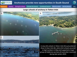 In July, fish schools in Totten Inlet (A) outnumbered
those in Case Inlet (B), where fish schools occurred
in high numbers...