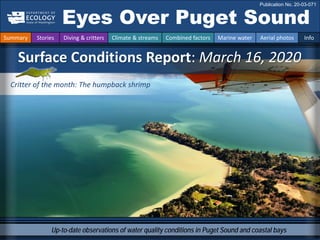 Up-to-date observations of water quality conditions in Puget Sound and coastal bays
Surface Conditions Report: March 16, 2020
Eyes Over Puget Sound
Publication No. 20-03-071
Summary Stories Diving & critters Climate & streams Combined factors Marine water Aerial photos Info
Critter of the month: The humpback shrimp
 