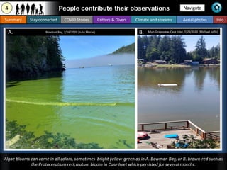 Navigate
Bowman Bay, 7/16/2020 (Julie Morse)
Algae blooms can come in all colors, sometimes bright yellow-green as in A. B...