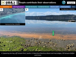People contribute their observations
A. Spawning herring, off Carkeek Park, Seattle. B. Nearshore Noctiluca bloom and macr...