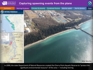 spawning
In 2000, the state Department of Natural Resources created the Cherry Point Aquatic Reserve to “protect the
signi...