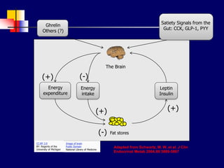Energy
expenditure
Energy
intake
Leptin
Insulin
(+)
(+)
(+)
(-)
(-)
Fat stores
Ghrelin
Others (?)
Satiety Signals from the
Gut: CCK, GLP-1, PYY
Adapted from Schwartz, M. W. et al. J Clin
Endocrinol Metab 2004;89:5889-5897
The Brain
CC:BY 3.0
BY: Regents of the
University of Michigan
Image of brain
Public Domain
National Library of Medicine
 
