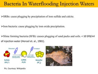 Bacteria In Waterflooding Injection Waters
SRBs: cause plugging by precipitation of iron sulfide and calcite.
Iron bacteria: cause plugging by iron oxide precipitation.
Slime forming bacteria (SFB): causes plugging of sand packs and soils. < 10 SFB/ml
of injection water (Hensel et. al., 1981).
Pic. Courtesy: Wikipedia
 
