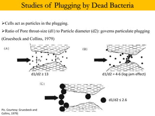 Studies of Plugging by Dead Bacteria
Cells act as particles in the plugging.
Ratio of Pore throat-size (d1) to Particle diameter (d2): governs particulate plugging
(Gruesbeck and Collins, 1979)
d1/d2 ≥ 13 d1/d2 = 4-6 (log-jam effect)
d1/d2 ≤ 2.6
Pic. Courtesy: Gruesbeck and
Collins, 1979)
 