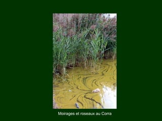 Moirages et roseaux au Corra 