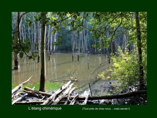 L’étang chimérique  (Tout près de chez nous …mais secret !) 