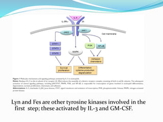 Lyn and Fes are other tyrosine kinases involved in the
first step; these activated by IL-3 and GM-CSF.
 