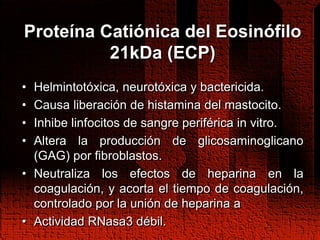 Proteína Catiónica del Eosinófilo
21kDa (ECP)
• Helmintotóxica, neurotóxica y bactericida.
• Causa liberación de histamina del mastocito.
• Inhibe linfocitos de sangre periférica in vitro.
• Altera la producción de glicosaminoglicano
(GAG) por fibroblastos.
• Neutraliza los efectos de heparina en la
coagulación, y acorta el tiempo de coagulación,
controlado por la unión de heparina a
• Actividad RNasa3 débil.
 