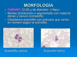 MORFOLOGÍA
 TAMAÑO:12-20 µ de diámetro (+Neu)
 Núcleo (bi)lobulado o segmentado con material
denso y oscuro cromatófilo
 Citoplasma eosinófilo con gránulos que varían
en numero según la actividad.
Eosinófilo canino Eosinófilo felino
 