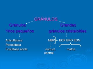 GRÁNULOS
Gránulos Grandes
1rios pequeños gránulos cristaloides
Arilsulfatasa MBP ECP EPO EDN
Peroxidasa
Fosfatasa ácida estruct. matriz
central
 