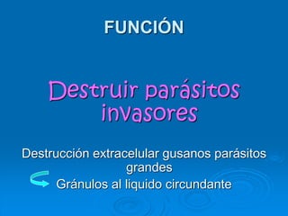 FUNCIÓN
Destruir parásitos
invasores
Destrucción extracelular gusanos parásitos
grandes
Gránulos al liquido circundante
 