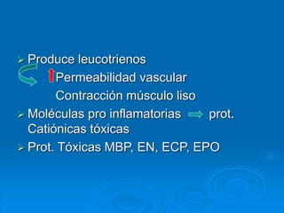  Produce leucotrienos
Permeabilidad vascular
Contracción músculo liso
 Moléculas pro inflamatorias prot.
Catiónicas tóxicas
 Prot. Tóxicas MBP, EN, ECP, EPO
 