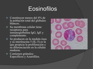 Eosinofilos








Constituyen menos del 4% de
la población total del glóbulos
blancos.
Su membrana celular tiene
receptores para
inmunoglobulina IgG, IgE y
complemento.
Se producen en la medula ósea
y su interleucina 5 (IL-5) es la
que propicia la proliferación y
su diferenciación en la células
maduras.
Contienen gránulos:
Específicos y Azurófilos.

 