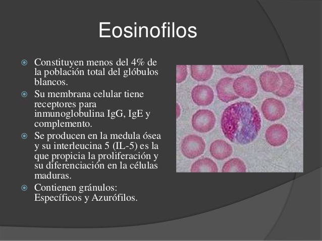 Eosinofilos Histologia