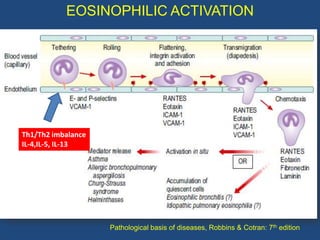 EOSINOPHILIC ACTIVATION




Th1/Th2 imbalance
IL-4,IL-5, IL-13




                    Pathological basis of diseases, Rob...