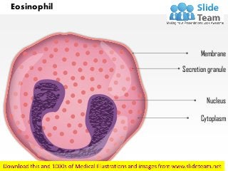 Eosinophil
Membrane
Secretion granule
Nucleus
Cytoplasm
 