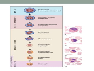 Eosinophils and BASOPHILSkhadeejaimad.pptx