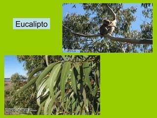 Eucalipto
 